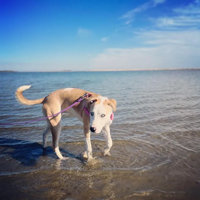 Buzzards Bay Veterinary Associates 2