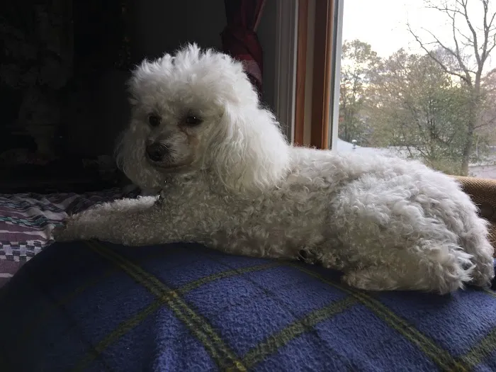 East Bridgewater Veterinary 6