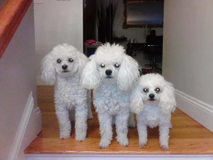 East Bridgewater Veterinary 7