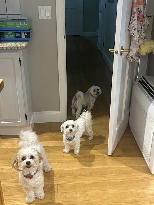 East Bridgewater Veterinary 1