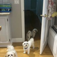 East Bridgewater Veterinary ico