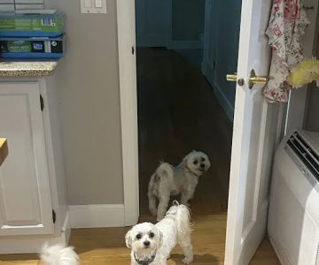 East Bridgewater Veterinary