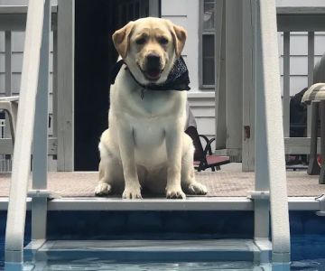 Mobile Animal Care