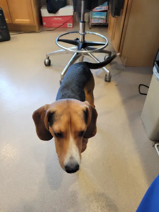 VCA Whitman Animal Hospital 8