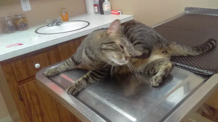 VCA Whitman Animal Hospital 2