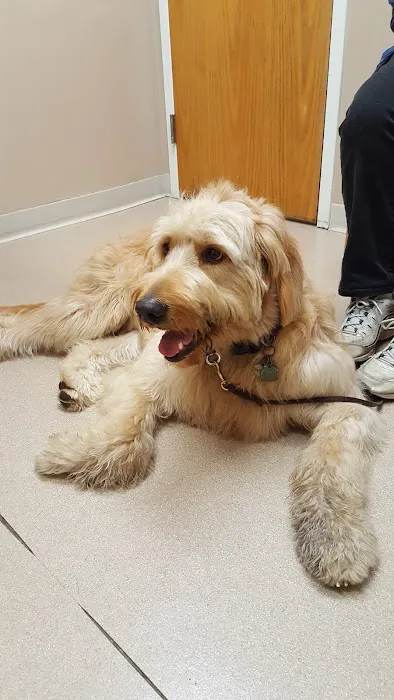 VCA Whitman Animal Hospital 1
