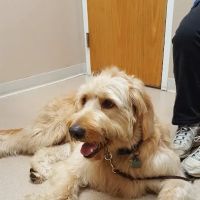VCA Whitman Animal Hospital ico