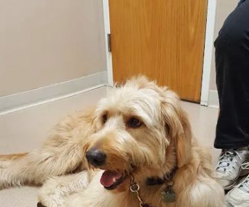 VCA Whitman Animal Hospital