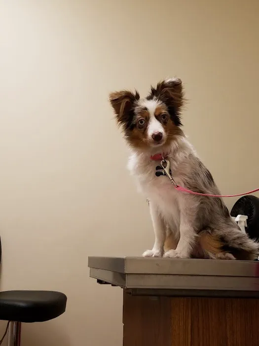 Halifax Veterinary Service 2