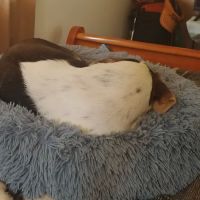 Halifax Veterinary Service ico