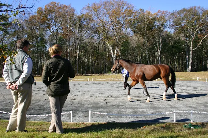South Shore Equine Clinic & Diagnostic Center 7