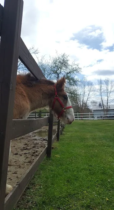 South Shore Equine Clinic & Diagnostic Center 4