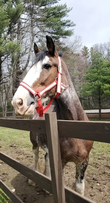 South Shore Equine Clinic & Diagnostic Center 2
