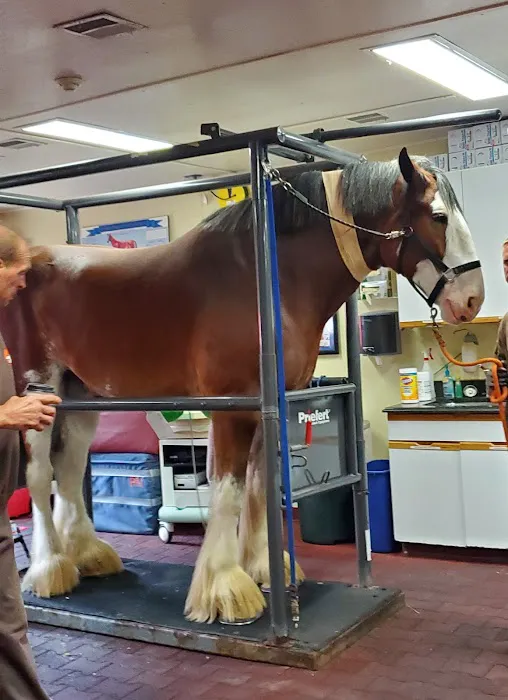 South Shore Equine Clinic & Diagnostic Center 3