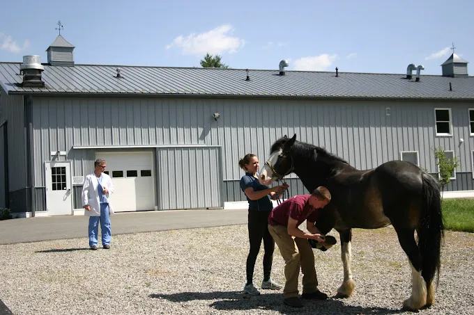 South Shore Equine Clinic & Diagnostic Center 8
