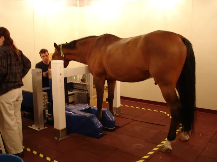 South Shore Equine Clinic & Diagnostic Center 6