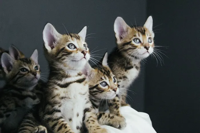 Colby Bengals 1