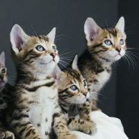 Colby Bengals ico
