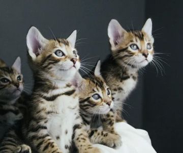 Colby Bengals