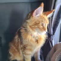 Palmyra Animal Hospital ico