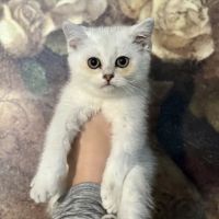 Kate Loves Cats ico