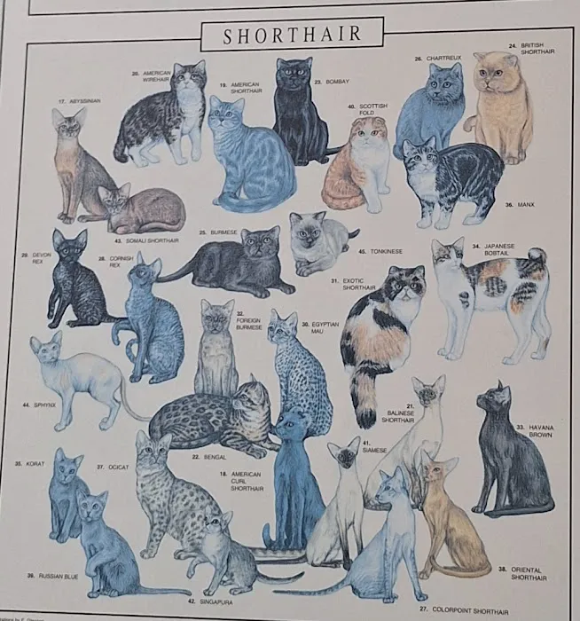 Williamson Animal Hospital 3