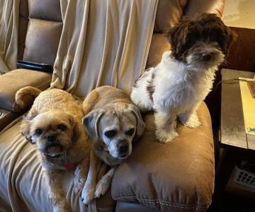 Macedon Veterinary Care