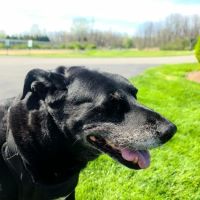 Farmington Veterinary Hospital ico