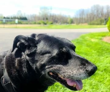 Farmington Veterinary Hospital