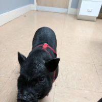 Finger Lakes Animal Hospital ico