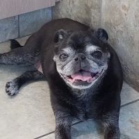 Hanby Sheila B DVM ico