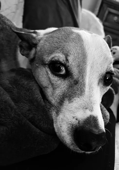 Sandy Paws Veterinary Hospital 1