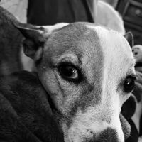 Sandy Paws Veterinary Hospital ico