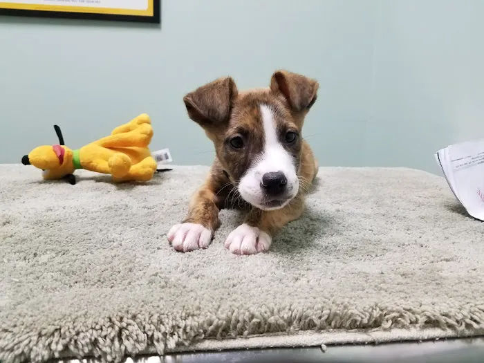 Capeside Animal Hospital 1