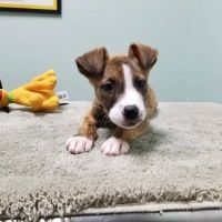 Capeside Animal Hospital ico