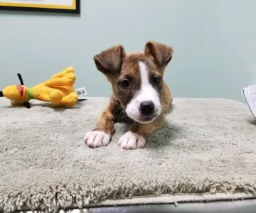 Capeside Animal Hospital