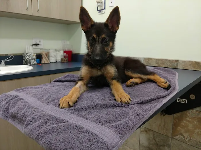 Capeside Animal Hospital 2