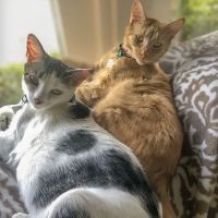 Lanvale Animal Hospital ico