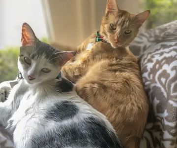 Lanvale Animal Hospital