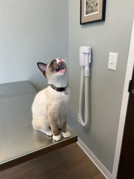 Lanvale Animal Hospital 3