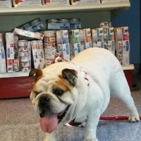 Leland Veterinary Hospital ico