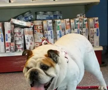 Leland Veterinary Hospital