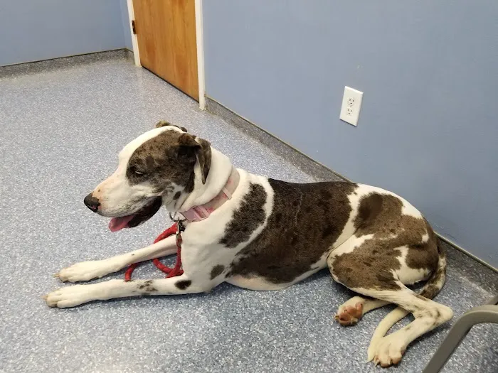 Leland Veterinary Hospital 4
