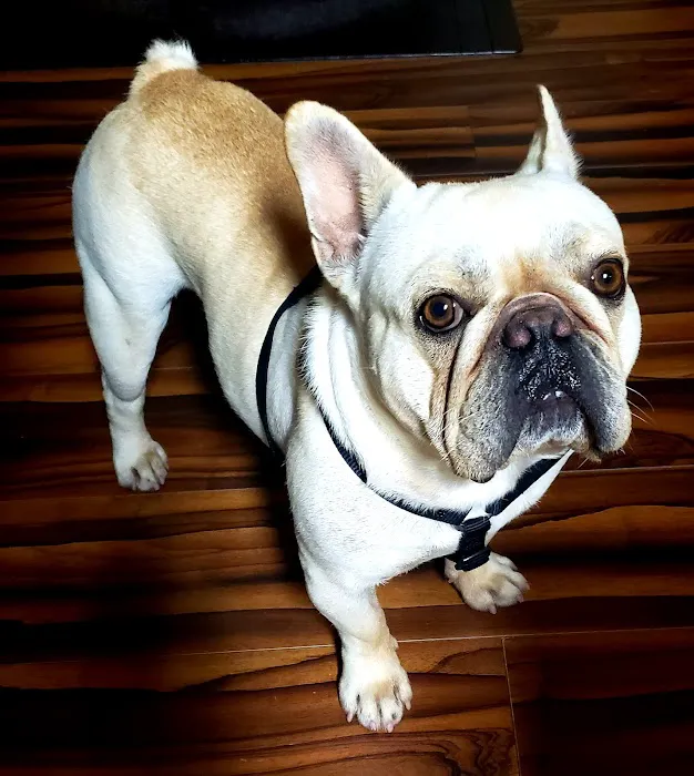 Leland Veterinary Hospital 3