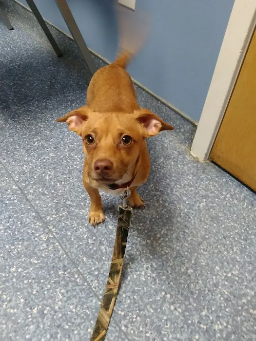 Leland Veterinary Hospital 7