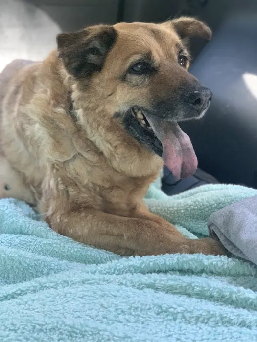 Ocean Isle Veterinary Hospital 10