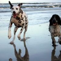 Ocean Isle Veterinary Hospital ico