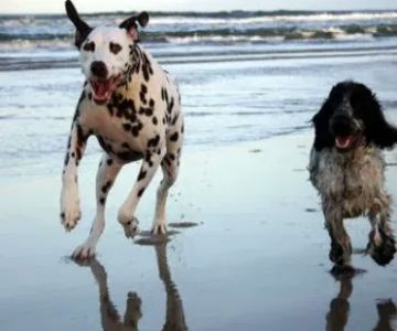 Ocean Isle Veterinary Hospital