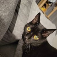 Pineview Veterinary Hospital ico