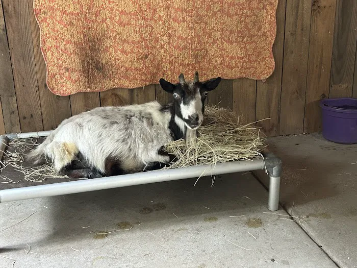 Pineview Veterinary Hospital 7